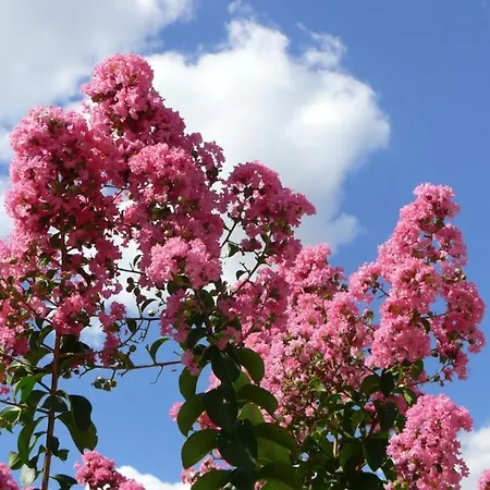 Apartman Harmony Hills Poseidon *